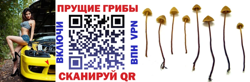 сколько стоит  Пыталово  Галлюциногенные грибы Cubensis 